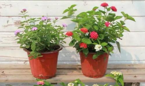 深圳摄影师爆料视频最新,揭秘城市光影背后的故事  第3张